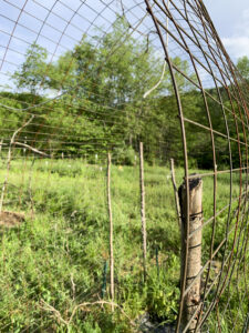 DIY Garden Trellis